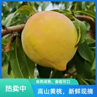 贵州高山黄桃新鲜现摘脆爽清甜香甜可口3斤起包邮