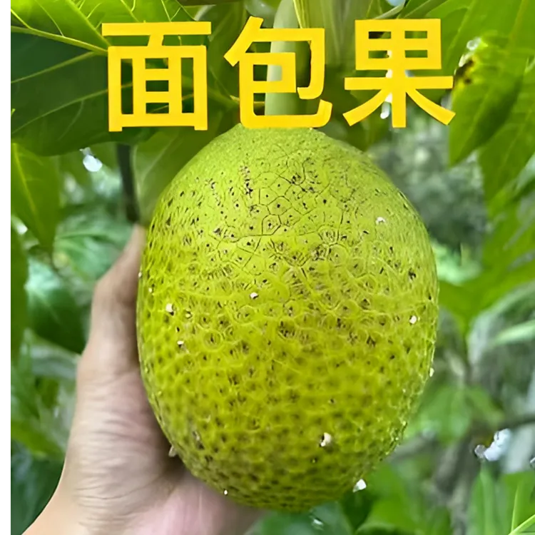 【空运特快】新鲜现摘面包果网红热带水果蒸煮炸炒炖烤皆可