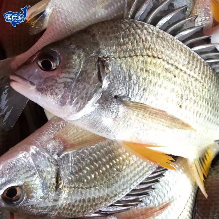 （顺丰包邮）福建东山岛海钓黄翅鱼黄立鱼新鲜水产冷冻黄赤鱼黄鳍鲷
