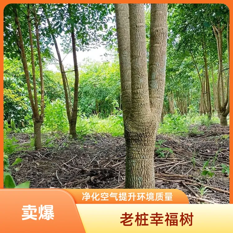老桩幸福树幌伞枫绿植物盆栽地栽客厅办公室书房净化空气阳台庭院