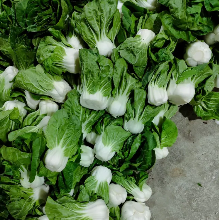 本土矮脚白小青菜新鲜现摘现发烫火锅矮脚黄农家包邮