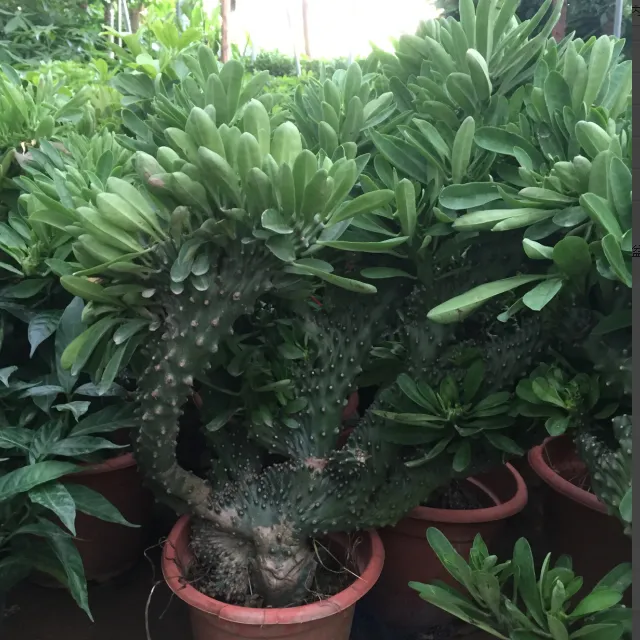 多肉植物玉麒麟盆栽花卉仙人掌麒麟掌观赏盆栽室内多肉净化空气