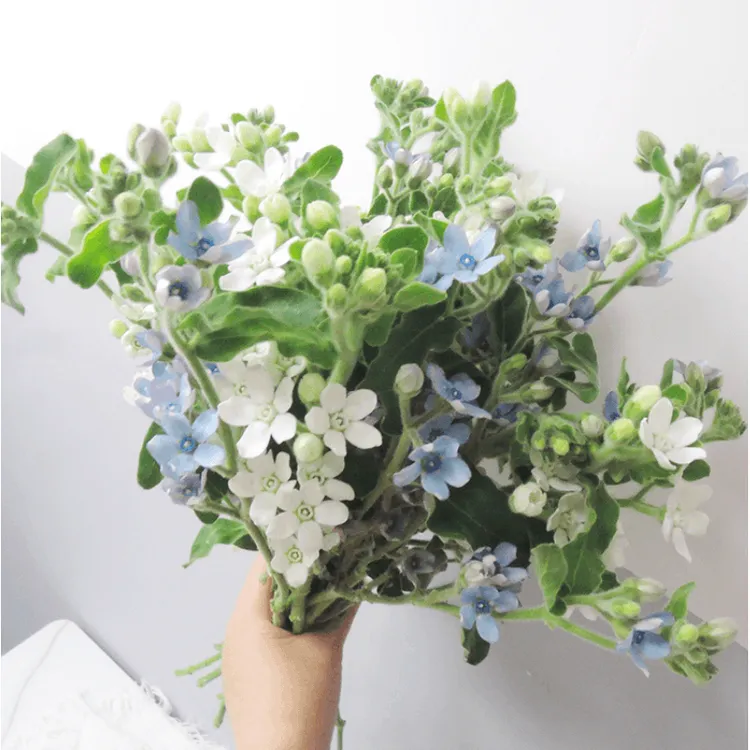 蓝星花鲜花云南基地直发室内水培插花办公清新花束节日