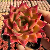 7#火柴多肉植物 前男友精品多肉 