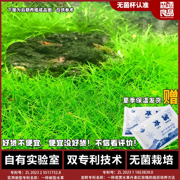 迷你牛毛前景水族箱水草鱼缸造景缸淡水增氧阴性真草懒人净化植物