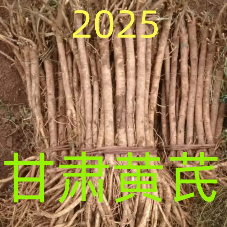2025甘肃定西新鲜现挖黄芪党参无硫新鲜湿黄芪煲汤泡水