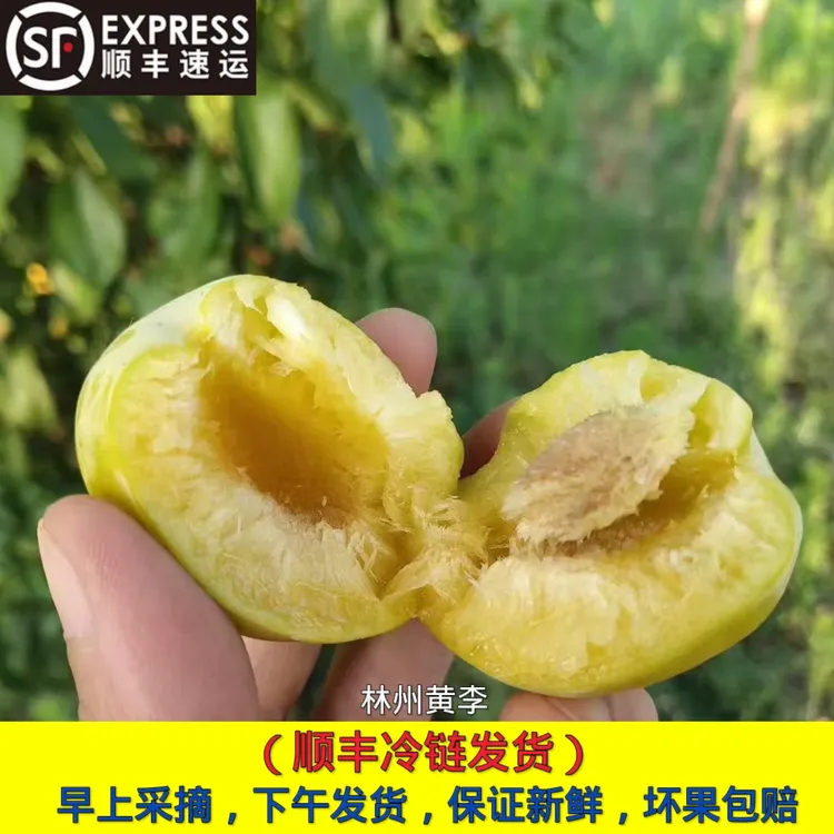 正宗林州特色脱骨黄李新鲜脆甜应季水果[顺丰包邮]