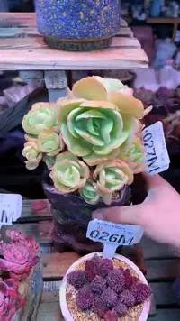 【闪购商品】027MMM