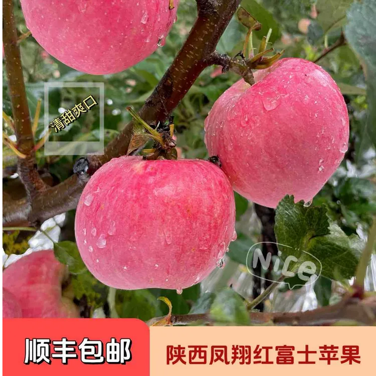 【顺丰包邮】陕西凤翔红富士苹果脆爽清甜皮薄肉厚当季采摘产地直发
