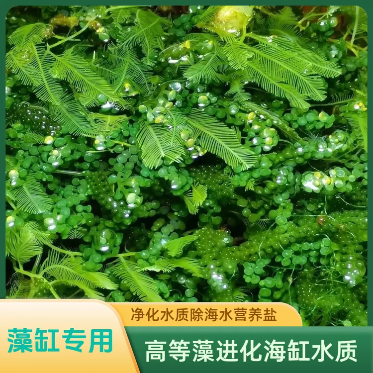 葡萄藻海缸高等藻净化水质高等藻羽毛藻钢丝藻小丑鱼缸装饰