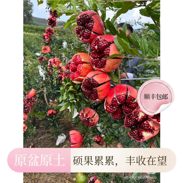 正宗石榴树苗原盆原土顺丰木箱发货包邮种死包赔放心种南北方