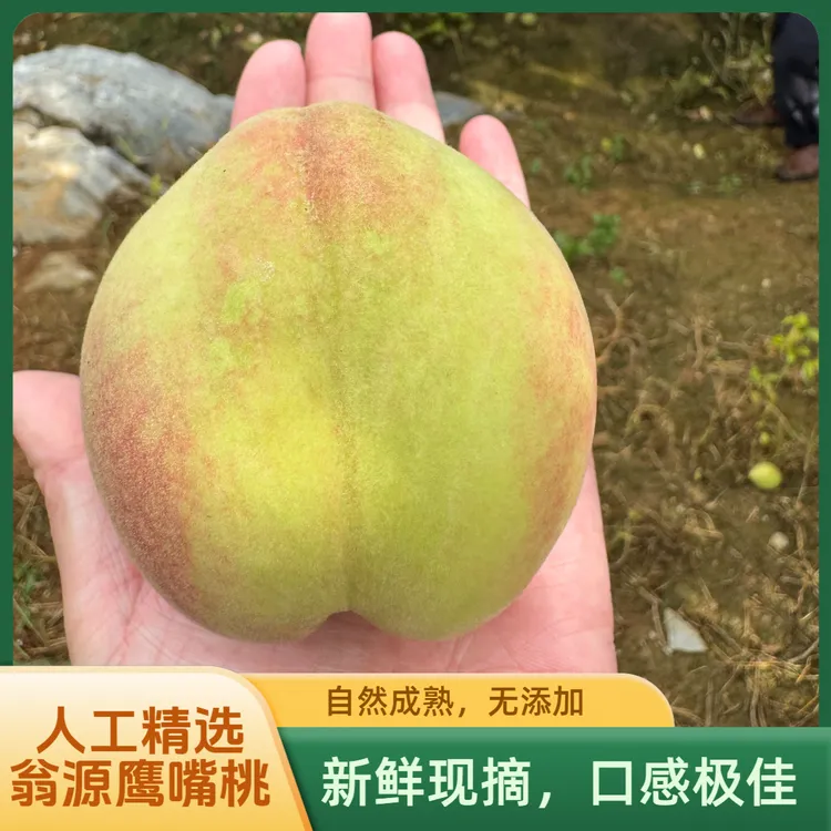 广东正宗鹰嘴桃现摘现发精选新鲜非水蜜桃蜜桃广东脆甜桃 脆甜爽