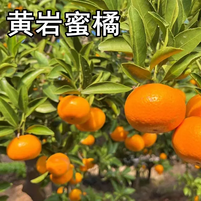 黄岩蜜橘树苗南北方地栽嫁接大果桔子树苗盆栽四季橘子苗当年结果