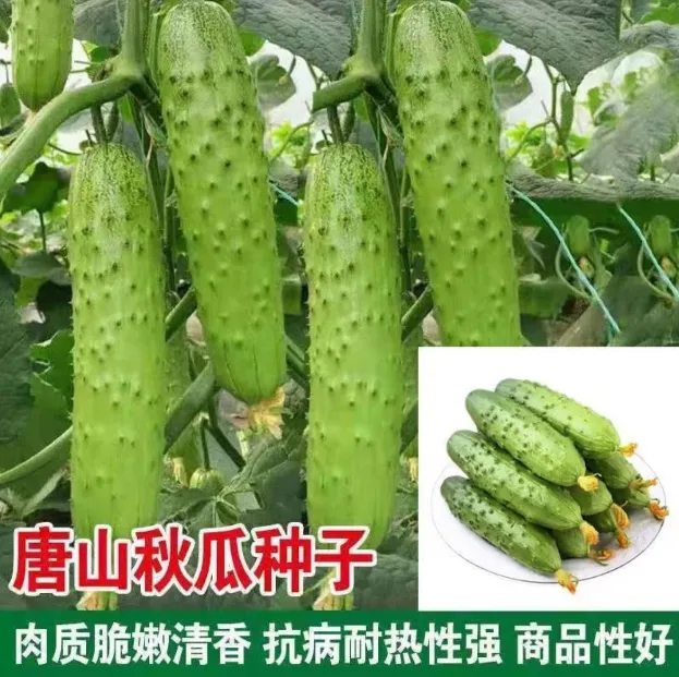 老品种旱黄瓜种子  唐山秋黄瓜种子
