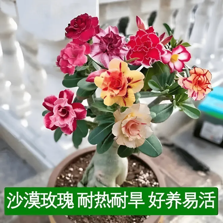 重瓣沙漠玫瑰盆栽花苗花卉绿植常年开花植物庭院室内客厅净化空气商品图