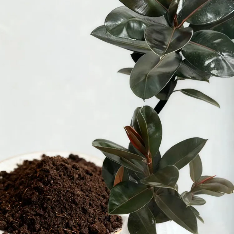 黑金刚专用土盆栽室内客厅四季常绿净化空气好养绿植专用营养土