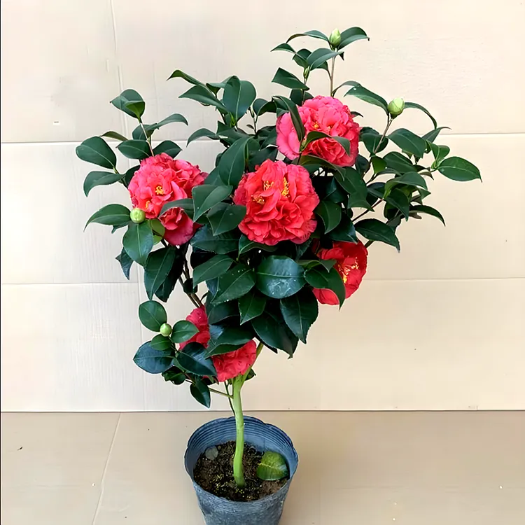 克瑞墨山茶花盆栽 秋冬季带花苞 大红色茶花苗耐寒大牡丹茶花树苗