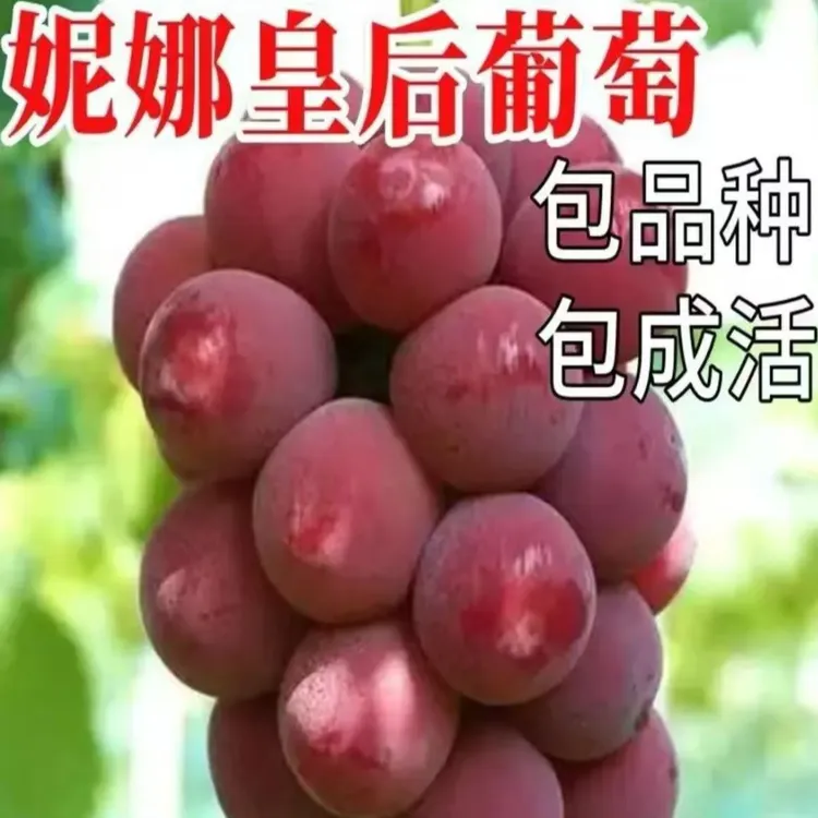 妮娜皇后葡萄树苗南北方适合地栽庭院高产抗寒易成活当年结果树苗