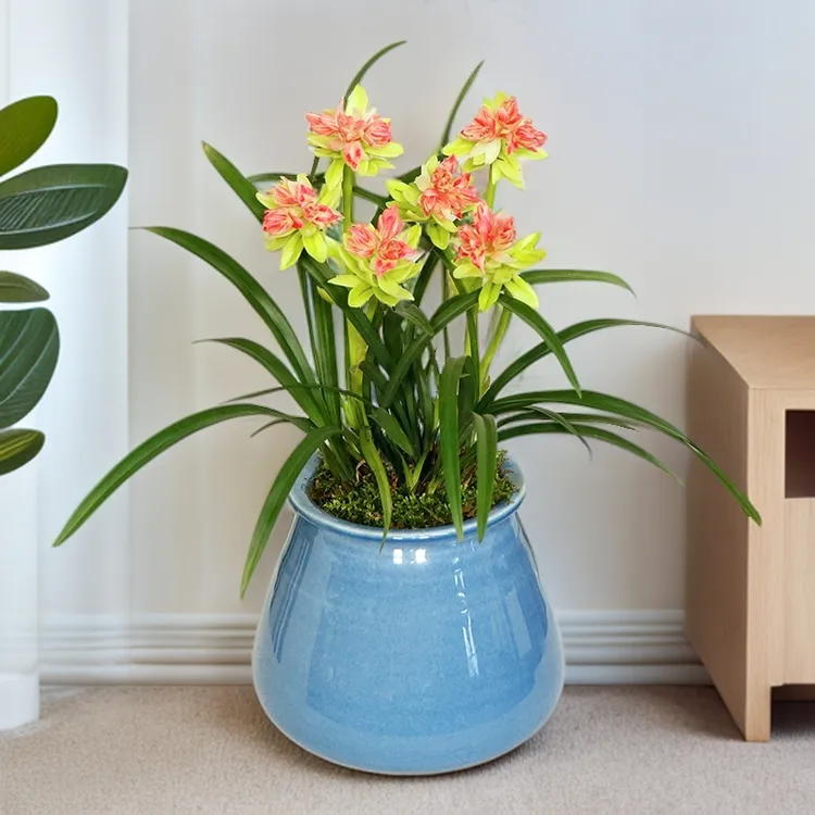 四季兰建兰富山奇蝶带花苞带花剑多瓣奇花浓香型高端花卉绿植盆栽