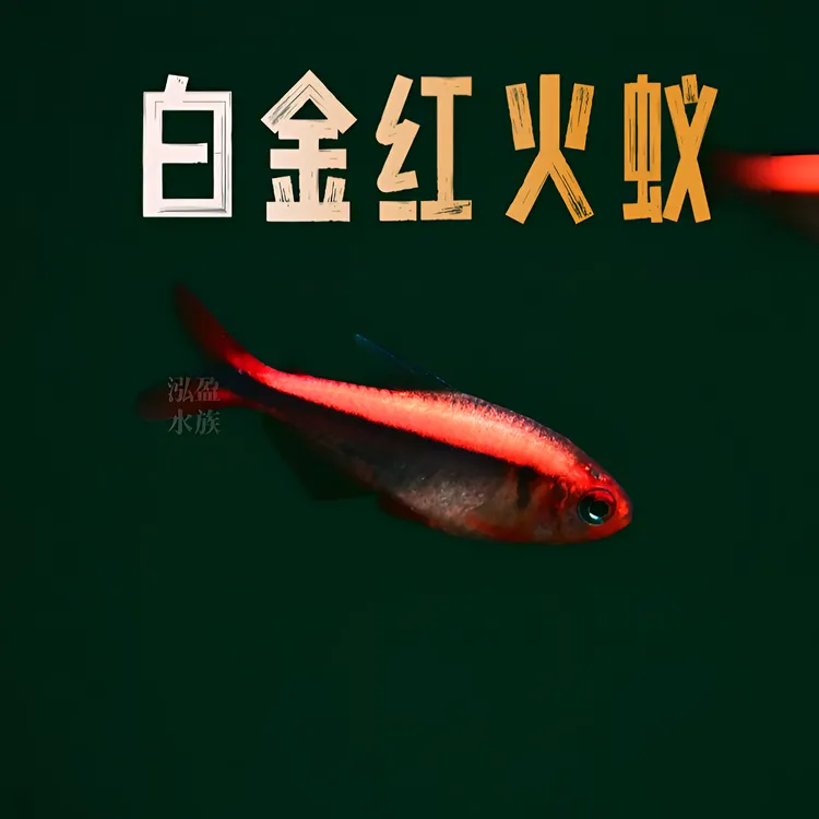 白金红火蚁南美美灯鱼混养/检疫