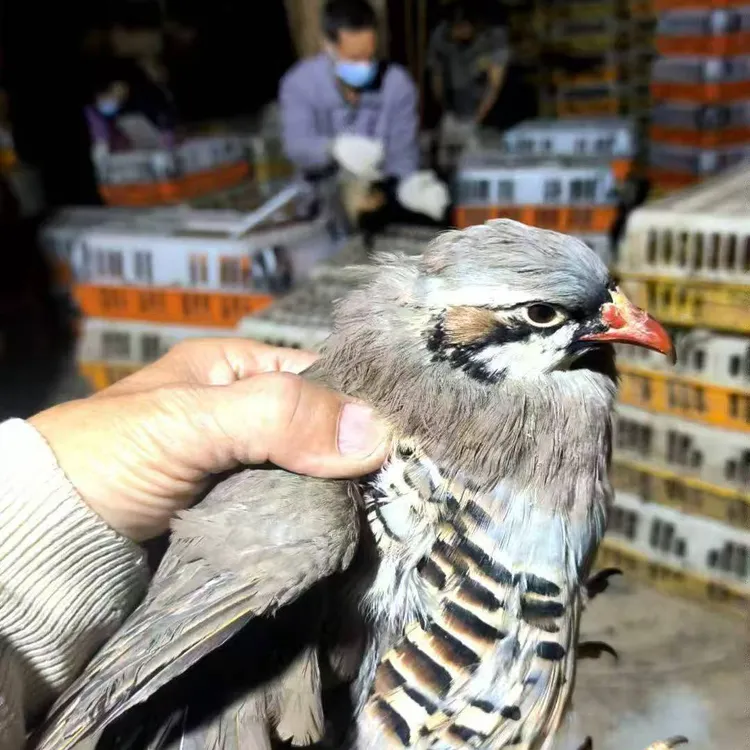 散养鸪鸪 顺丰冷链 现宰现杀 农家煲汤美味