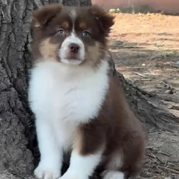 【纯自然犬舍】迷你体澳牧咖啡三色澳大利亚牧羊犬温顺大花儿子墩墩