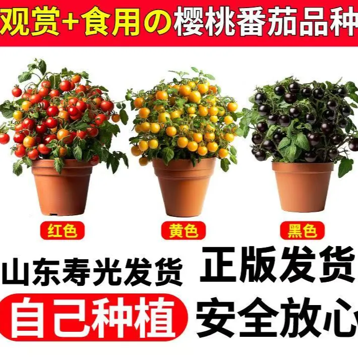 【山东寿光发货】红黄黑矮生盆栽番茄苗秧可四季种植适合阳台栽种