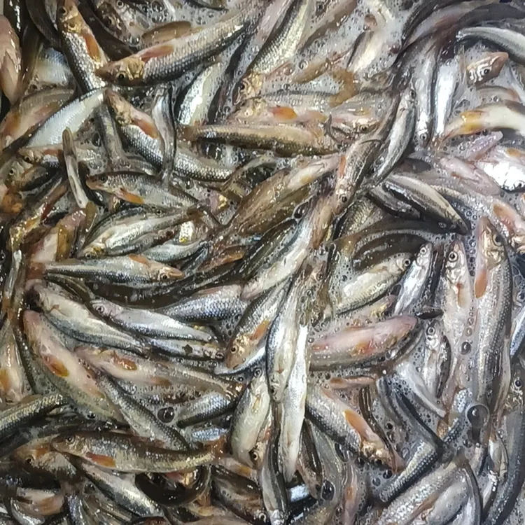 开江杂鱼鲜活新鲜饲料鱼麦穗鱼麦穗京东空运保鲜不保活小杂鱼