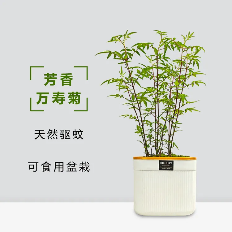 【芳香万寿菊】驱蚊盆栽芳香万寿菊花叶可食用秋季开花耐旱耐干