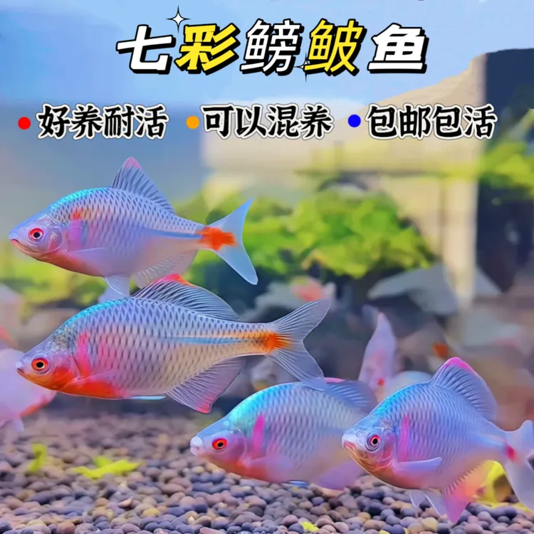 七彩鳑鲏鱼小型原生群游鱼冷水淡水鳑鲏鱼观赏好养耐活除藻除油膜
