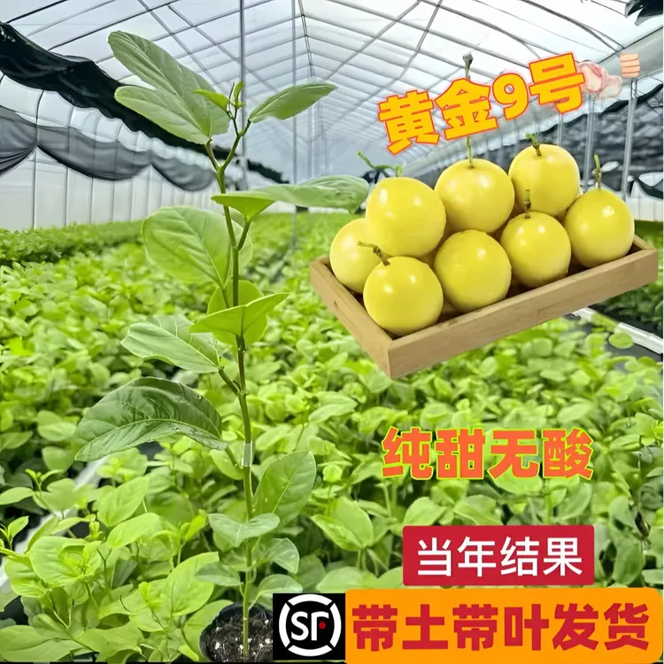 纯甜黄金9号百香果树苗嫁接苗爬藤四季结果阳台庭院盆栽带土带叶
