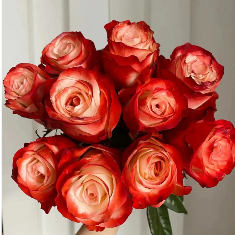 安安专属【卓昂玫瑰园】玫瑰四季开花大花庭院阳台切花高杯月季