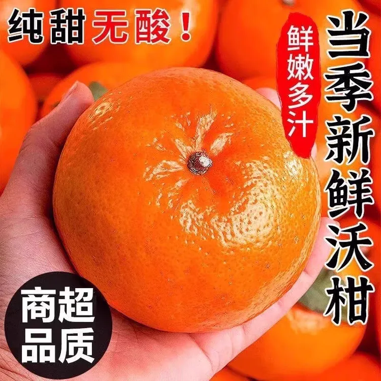 正宗高山沃柑橘子新鲜应季水果香甜爆汁四川桔子广西武鸣沃柑同款