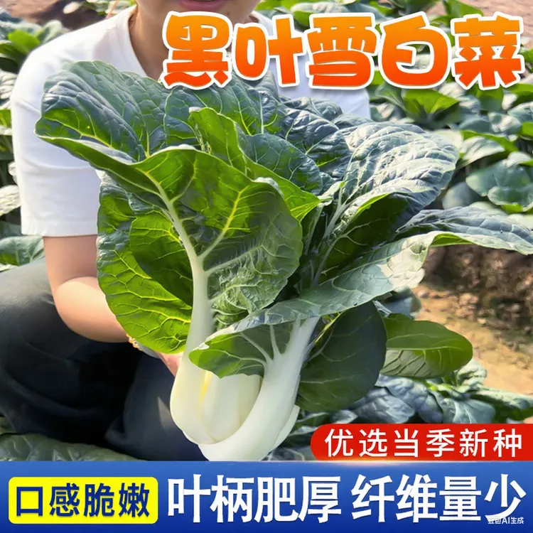 矮脚白黑叶雪白菜种子农家阳台庭院盆栽蔬菜青菜种籽易种易活