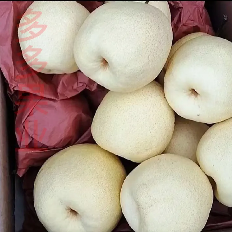 陕西正宗蒲城酥梨皮薄肉厚口口爆汁应季新鲜水果，果农直发，梨子