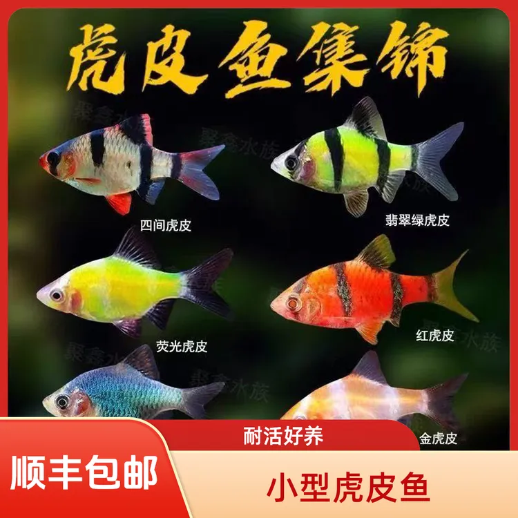 顺丰包邮小型热带活鱼耐活适合观赏虎皮活体小金鱼活鱼包邮养不死