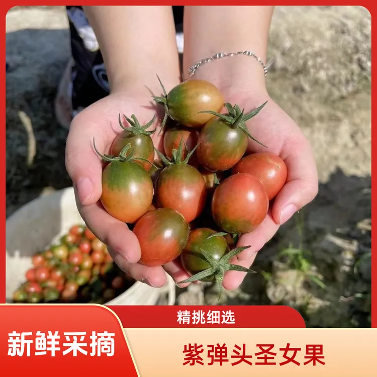 福建紫弹头小番茄新鲜圣女果盐碱地高原西红柿农家水果现摘自然熟