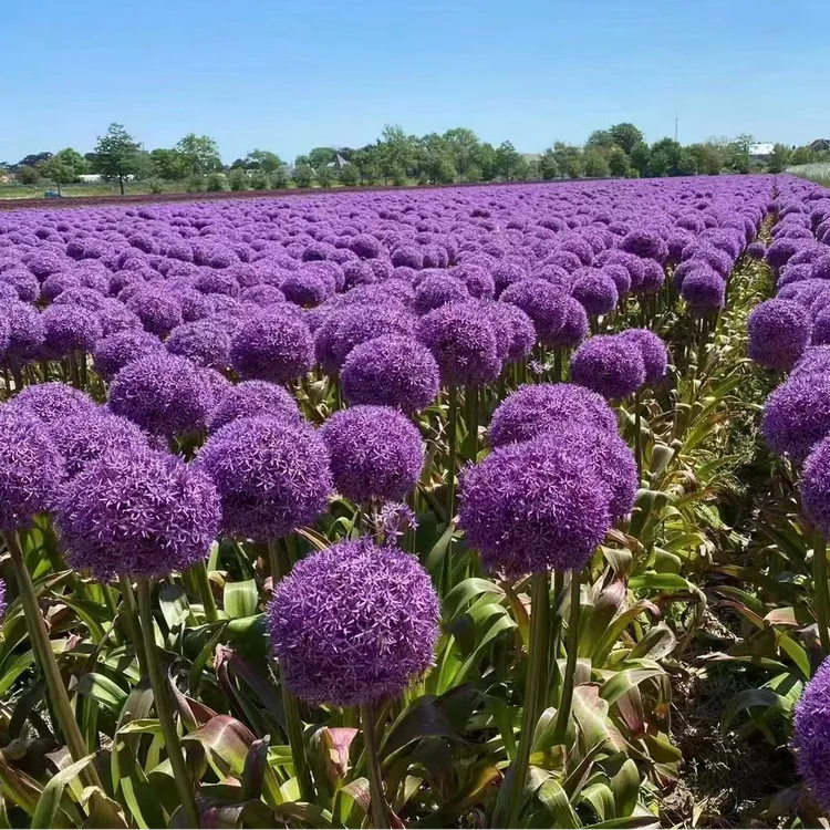 （多彩园艺）大使大葱花 种球 耐寒多年生球根花卉