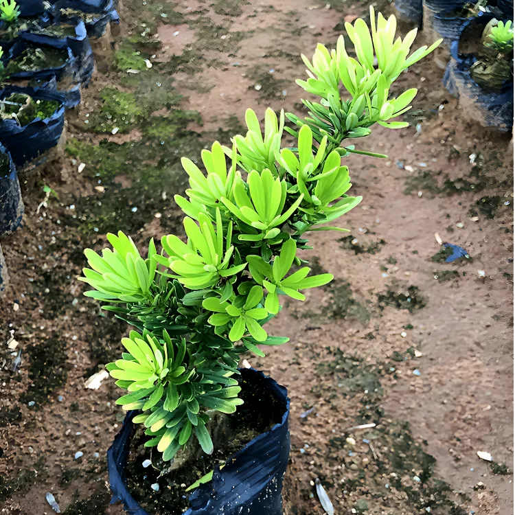 台湾金钻罗汉松小叶也就是黄绿叶的金钻种植型的罗汉松盆景
