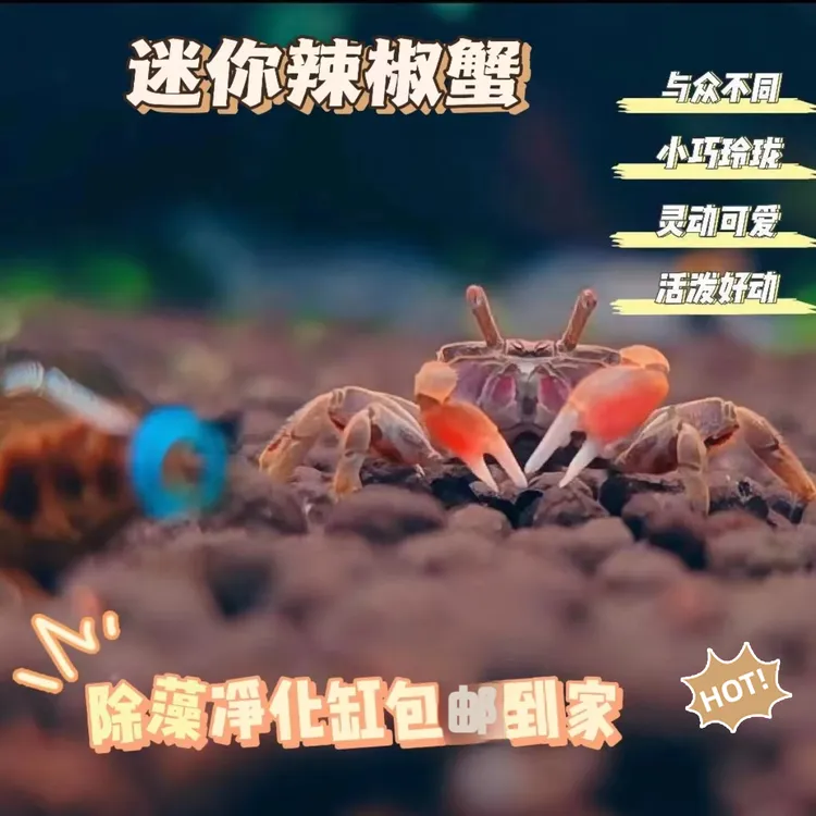 迷你辣椒蟹活体爬宠微景观淡水礼物观赏蟹可深水除藻清洁工易活