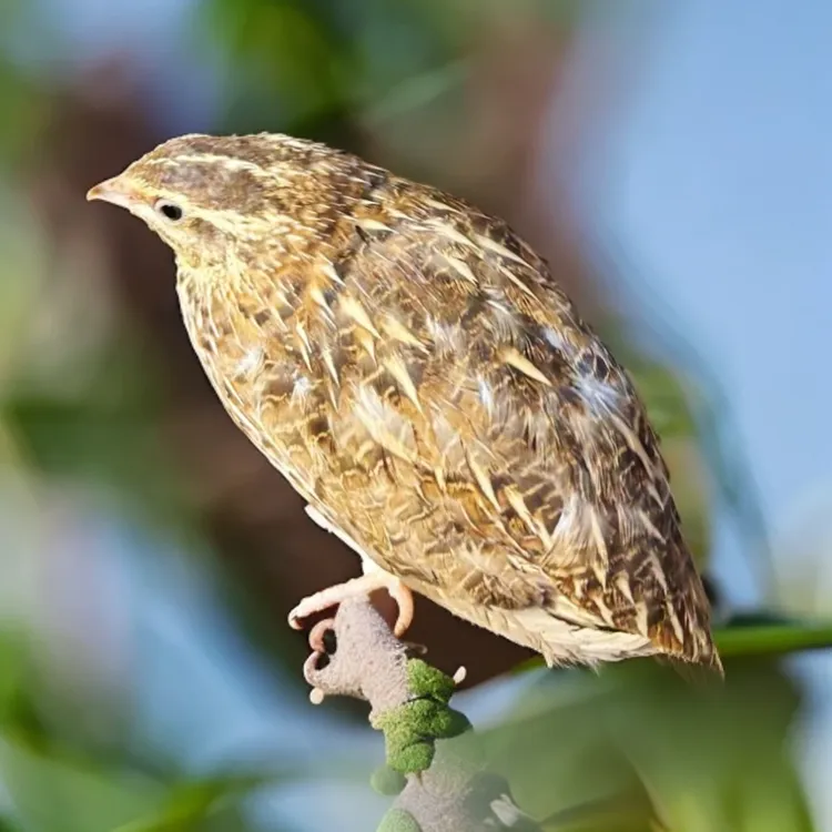 黄羽产蛋鹌鹑，产蛋嘎嘎猛