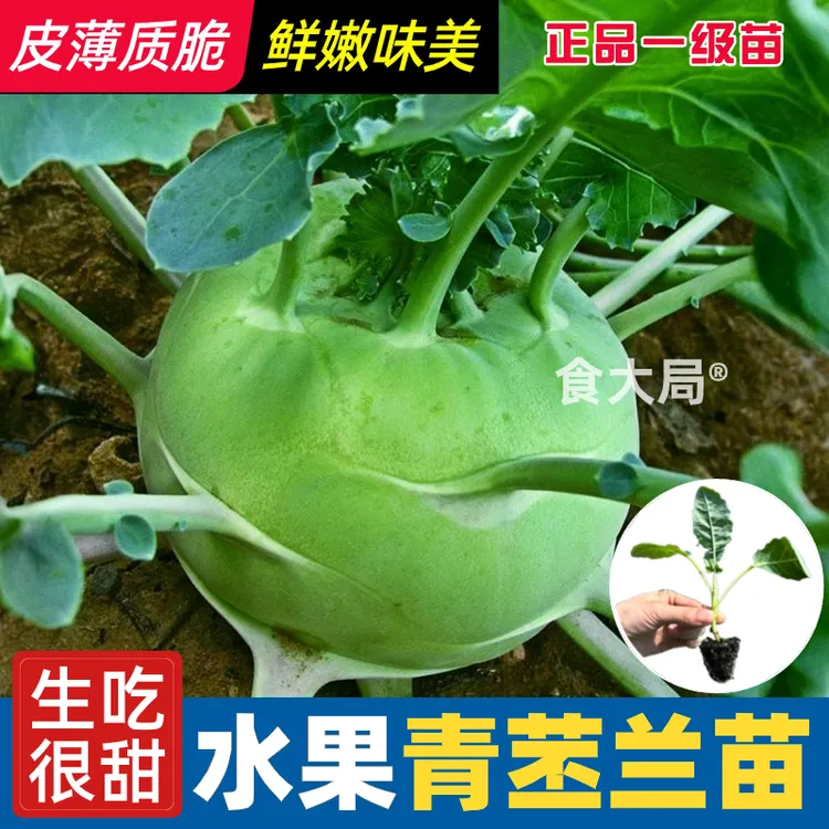 青苤兰水果苤蓝苗大头菜可生吃脆甜水果芥兰四季耐寒新鲜蔬菜苗子