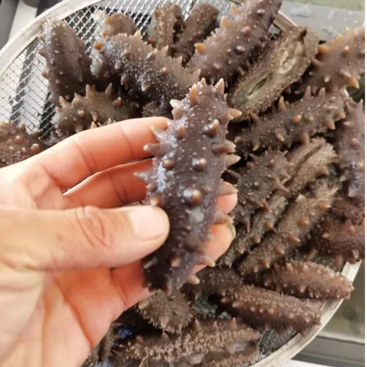 鲜食海参渤海湾刺参营养丰富25-30头