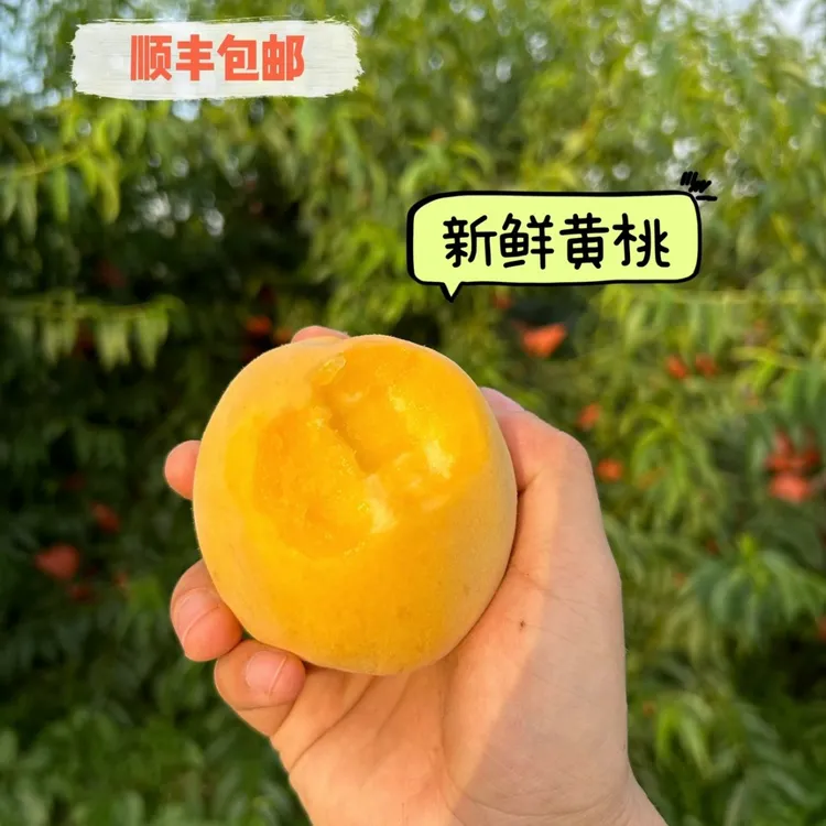 陕西黄桃新鲜脆甜黄桃应季水果