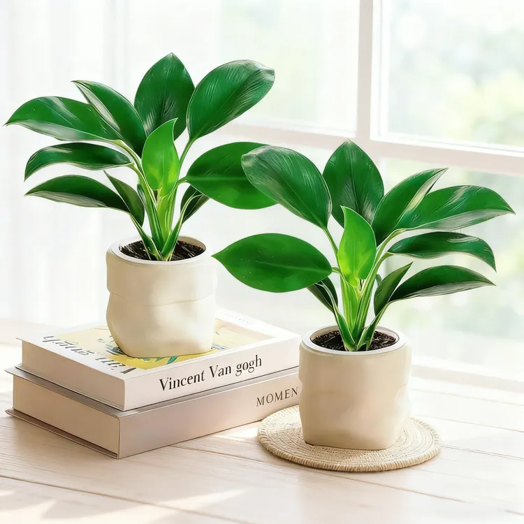 【花伴水】买一送一金钻盆栽室内绿植净化空气四季常青客厅办公室