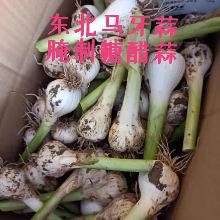 2025年现挖新鲜大蒜白皮青蒜