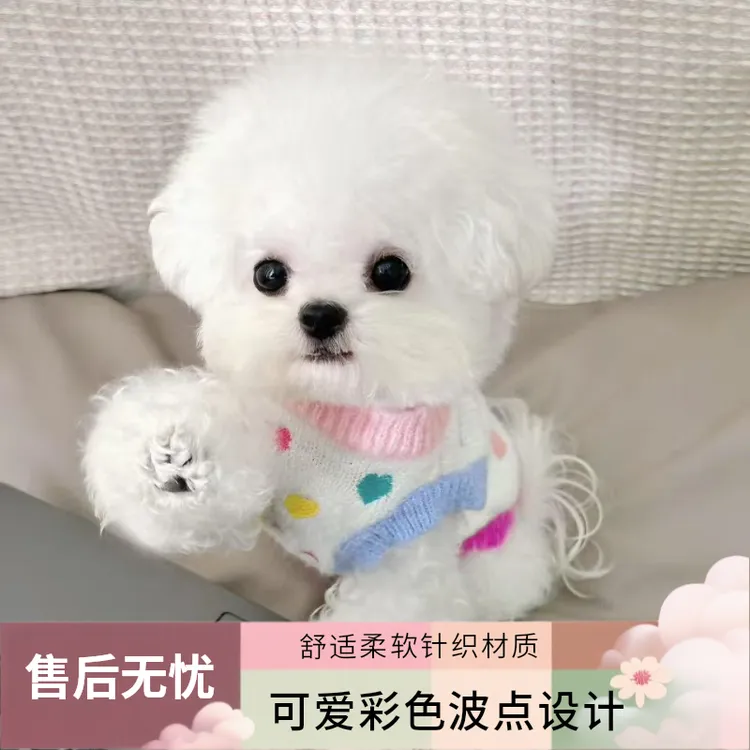 【得宠犬舍】精品小体比熊狗狗