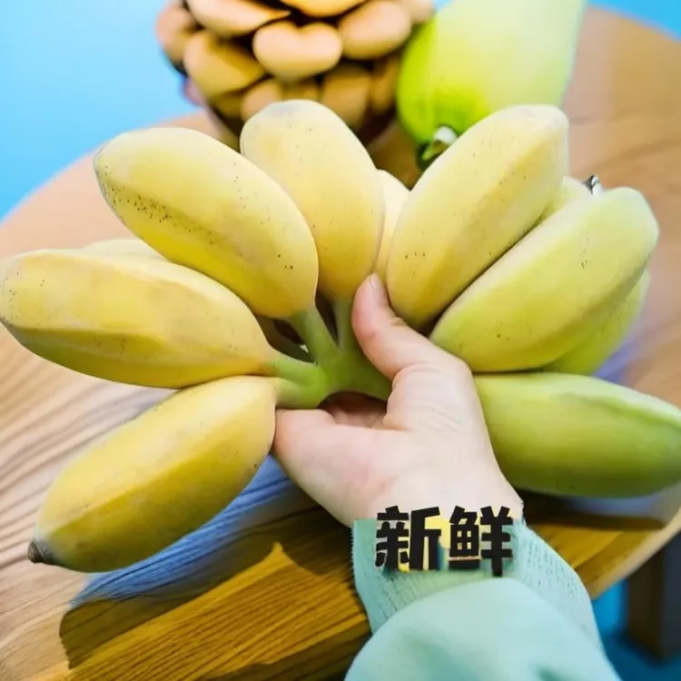 】广东苹果蕉粉蕉应季水果香蕉超甜薄广东湛江现摘新鲜香甜粉软糯