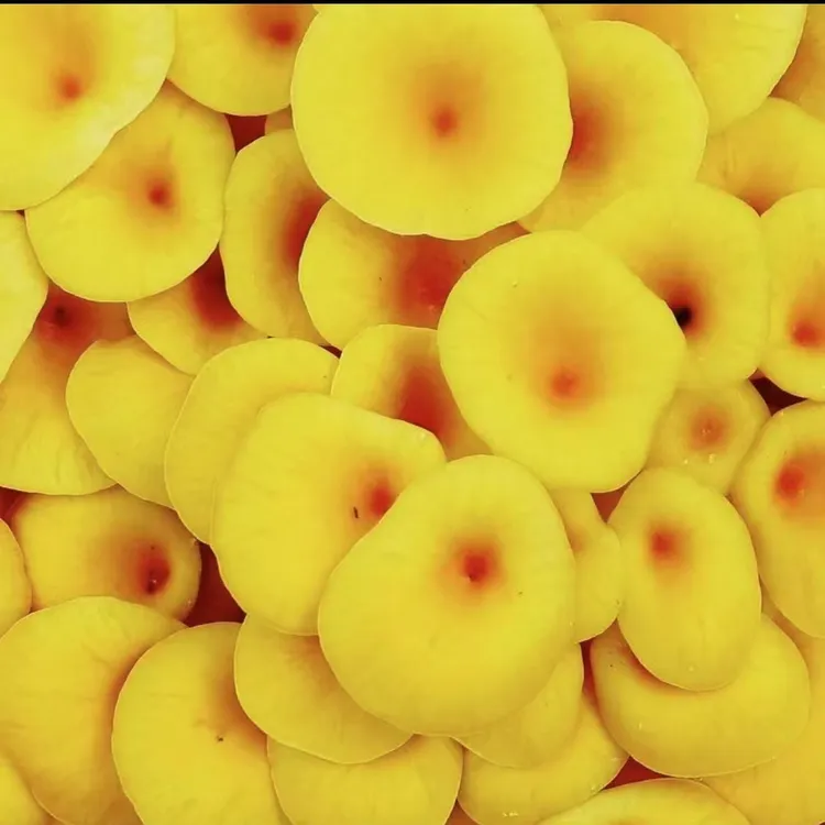 新鲜黄金菇人工精挑细选顺丰包邮口感爽脆