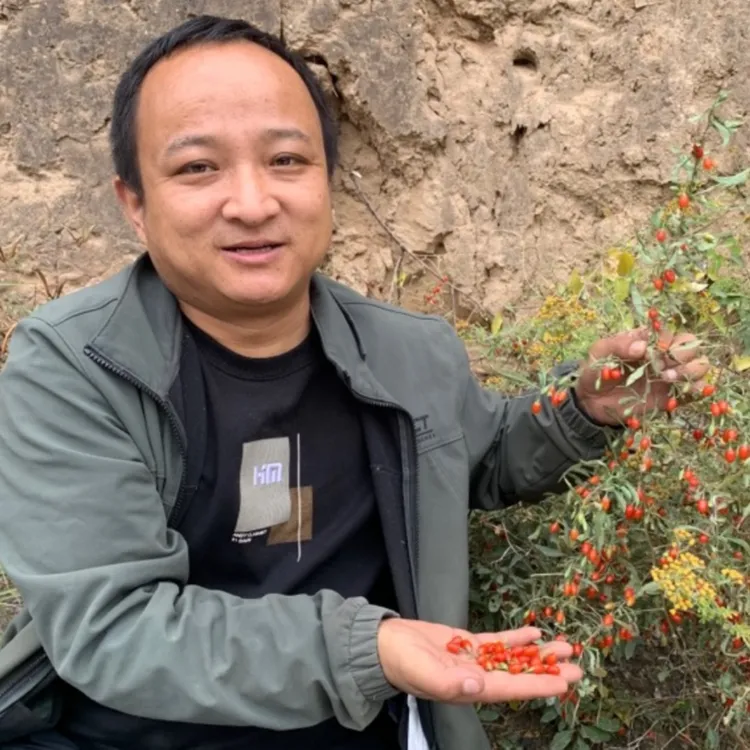 山货枸杞甘肃非种植红枸杞大山里村户零星采摘苦味明显无硫枸杞子